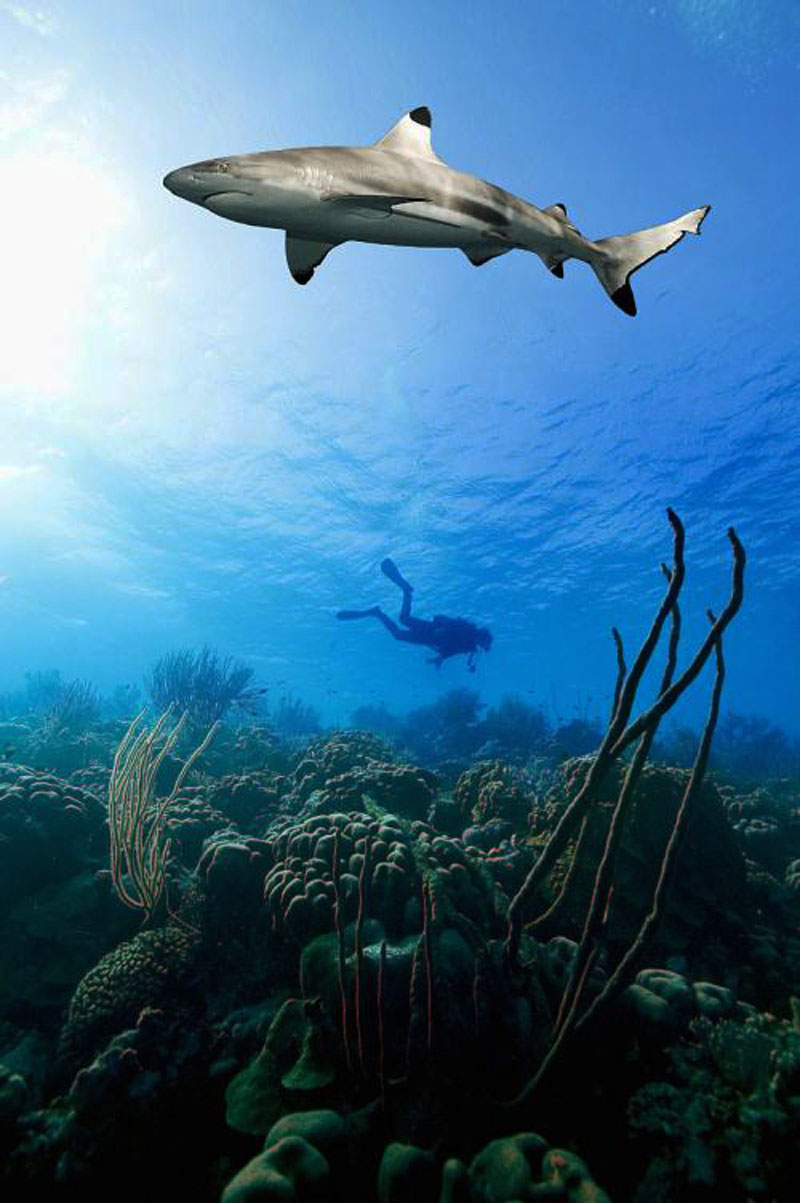 鯊魚(yú)為什么不吃潛水員？