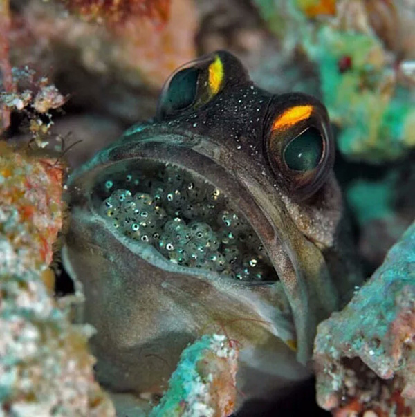 【潛水這艘賊船，這次開(kāi)往上帝的花園】文章轉自/三聯(lián)生活周刊