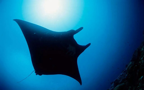 【潛水這艘賊船，這次開(kāi)往上帝的花園】文章轉自/三聯(lián)生活周刊