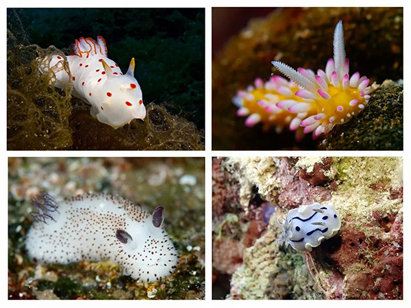 【潛水這艘賊船，這次開(kāi)往上帝的花園】文章轉自/三聯(lián)生活周刊