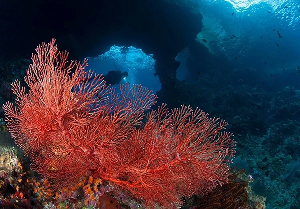 【潛水這艘賊船，這次開(kāi)往上帝的花園】文章轉自/三聯(lián)生活周刊