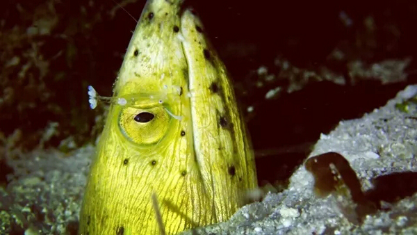 潛水拍照新姿勢，放下你的剪刀手，我們來(lái)這樣拍