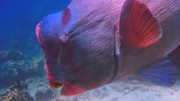 潛水拍照新姿勢，放下你的剪刀手，我們來(lái)這樣拍