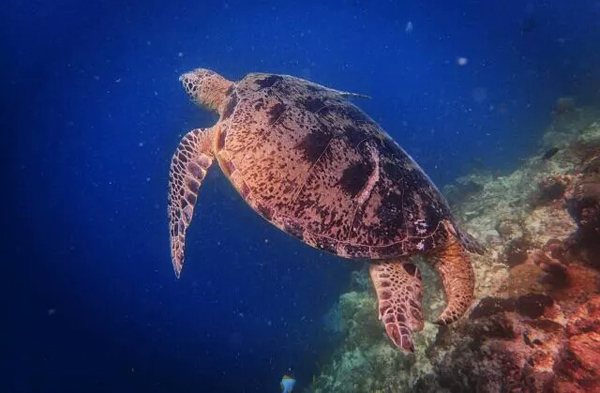 潛水拍照新姿勢，放下你的剪刀手，我們來(lái)這樣拍