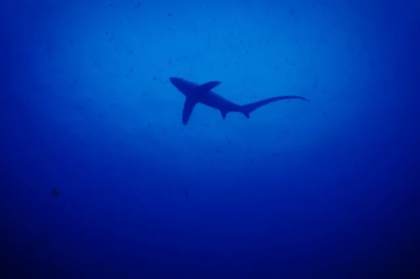 潛水拍照新姿勢，放下你的剪刀手，我們來(lái)這樣拍