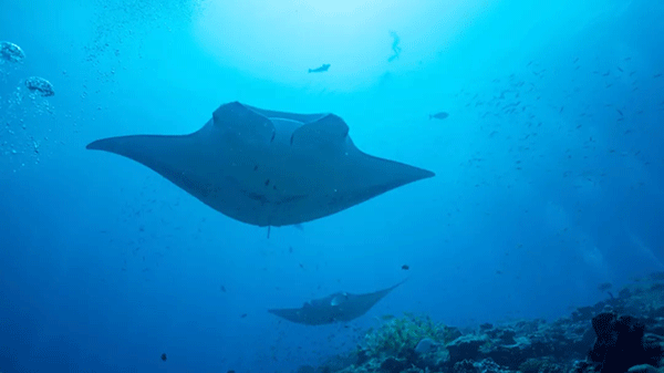 FX的船宿之旅---馬爾代夫（四方線(xiàn)）