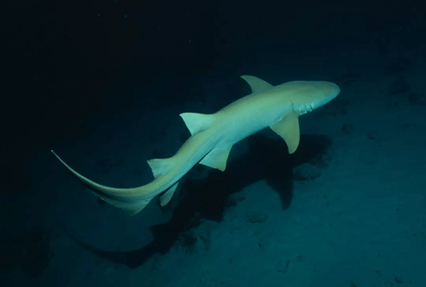 FX的船宿之旅---馬爾代夫（四方線(xiàn)）