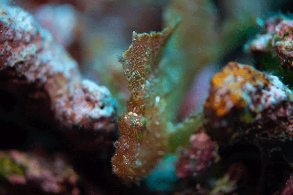 FX的船宿之旅---馬爾代夫（四方線(xiàn)）