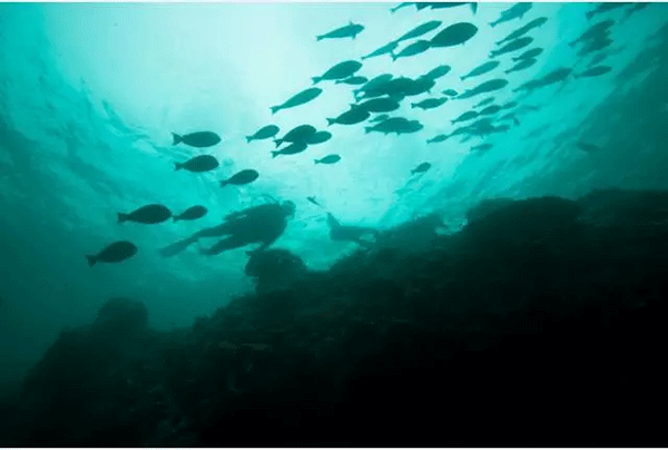 成為潛水員之前的你，是不是也問(wèn)過(guò)這些問(wèn)題？